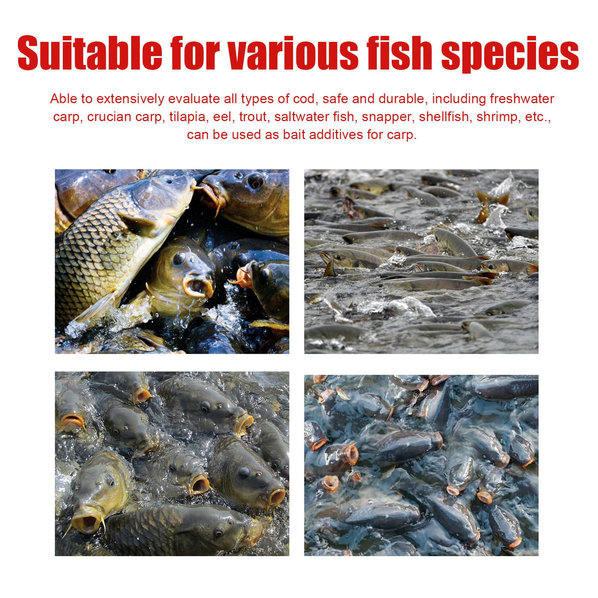 concentrated fishing bait