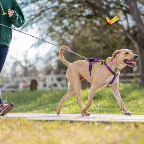 Dog on a leash with a toy in a park