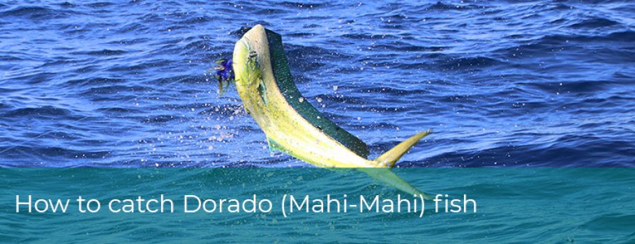 How to catch Dorado (Mahi-Mahi) fish
