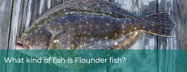 What kind of fish is Flounder fish