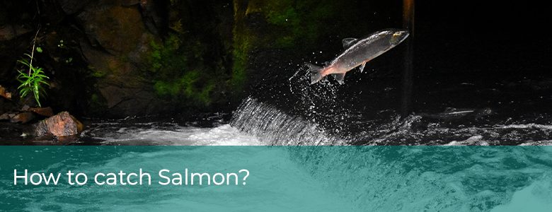 how to catch salmon