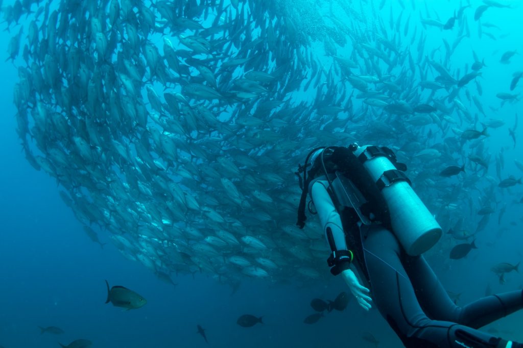 scuba dive with fishes