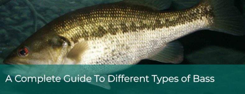 Different Types of Bass Fish